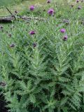 Cirsium uliginosum