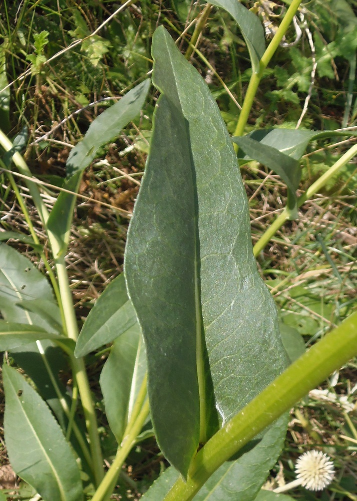 Изображение особи Senecio schwetzowii.