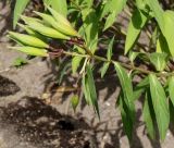 Asclepias incarnata