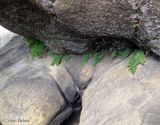 Polypodium vulgare. Спороносящие растения в расщелинах. Украина, Ивано-Франковская обл., Косовский р-н, на юго-запад от с. Яворов, мегалиты Камень Довбуша (или Лада). 10 сентября 2013 г.