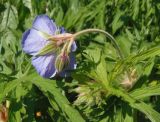 Geranium pratense