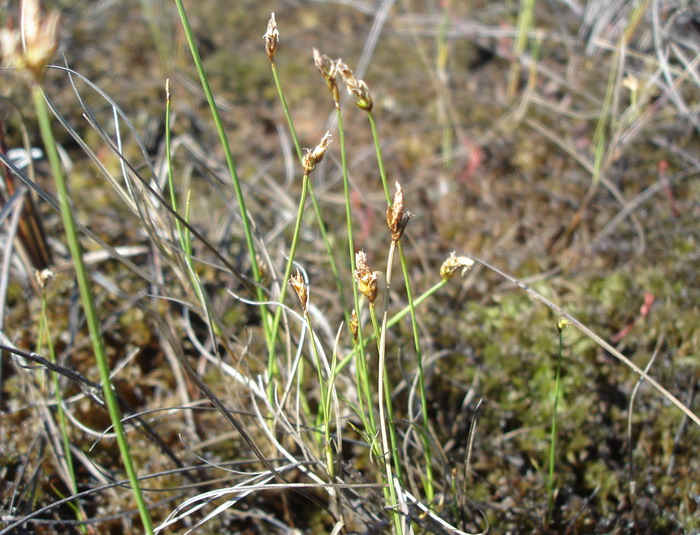 Изображение особи Carex chordorrhiza.