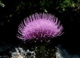 Cirsium helenioides