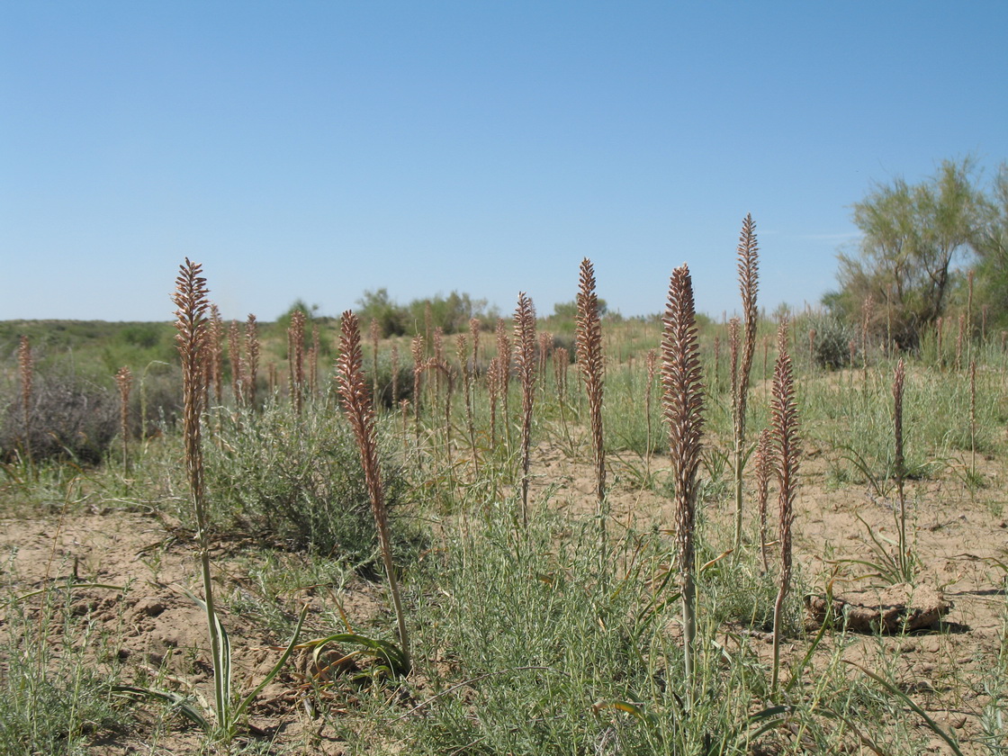 Изображение особи Eremurus inderiensis.