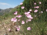 Convolvulus pseudocantabrica