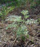 Artemisia santonicum