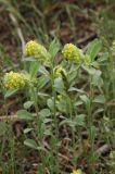 Alyssum dasycarpum