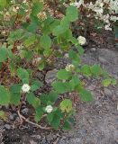 Hydrangea arborescens