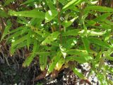 genus Solidago