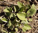 Solenanthus circinnatus. Молодые листья. Кыргызстан, Нарынская обл., левый берег р. Нарын, окр. с. Таш-Башат. 22.04.2015.