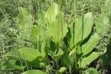 Plantago cornuti