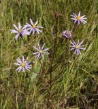 Galatella angustissima