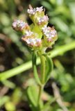 Valerianella cymbocarpa