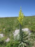 Verbascum songaricum. Цветущее растение. Казахстан, Южно-Казахстанская обл., Сырдарья-Туркестанский государственный региональный природный парк, Боралдайский филиал, пологий каменистый склон, ферулово-ячменёвое (Ferula tenuisecta + Hordeum bulbosum) сообщество. 25.05.2016.