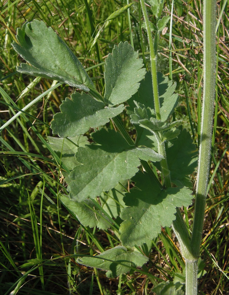 Изображение особи Pastinaca clausii.