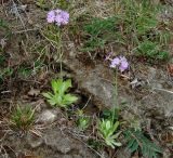 Primula farinosa. Цветущие растения. Иркутская обл., Шелеховский р-н, окр. с. Шаманка, береговой склон р. Иркут. 17.05.2016.