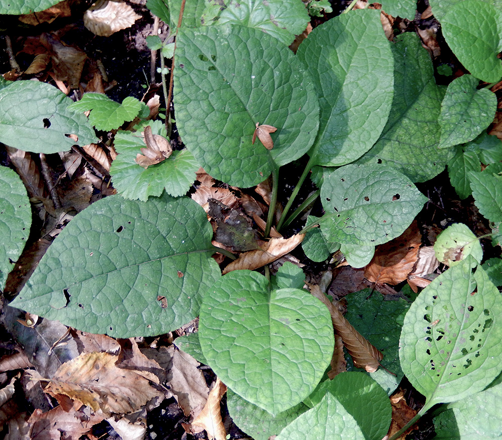 Изображение особи Trachystemon orientalis.