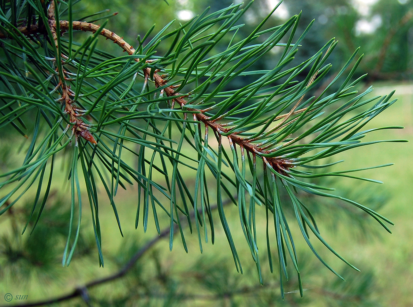 Изображение особи Pinus sylvestris.