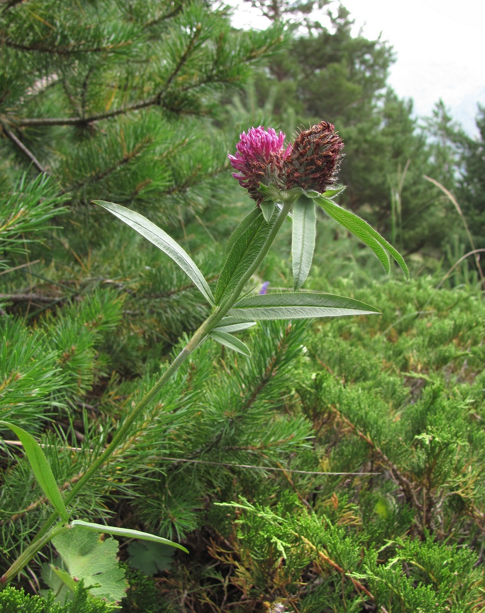 Изображение особи Trifolium alpestre.