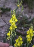 Linaria genistifolia