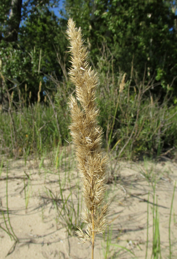 Изображение особи Calamagrostis epigeios.