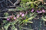 Astragalus testiculatus