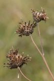 Centaurea apiculata