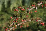 род Cotoneaster. Ветвь с созревшими плодами и кормящейся улиткой. Краснодарский край, г. Сочи, Лазаревский р-н, пос. Дагомыс, в культуре. 18.11.2017.