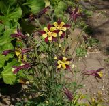 Aquilegia coerulea