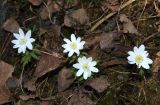 Anemone altaica