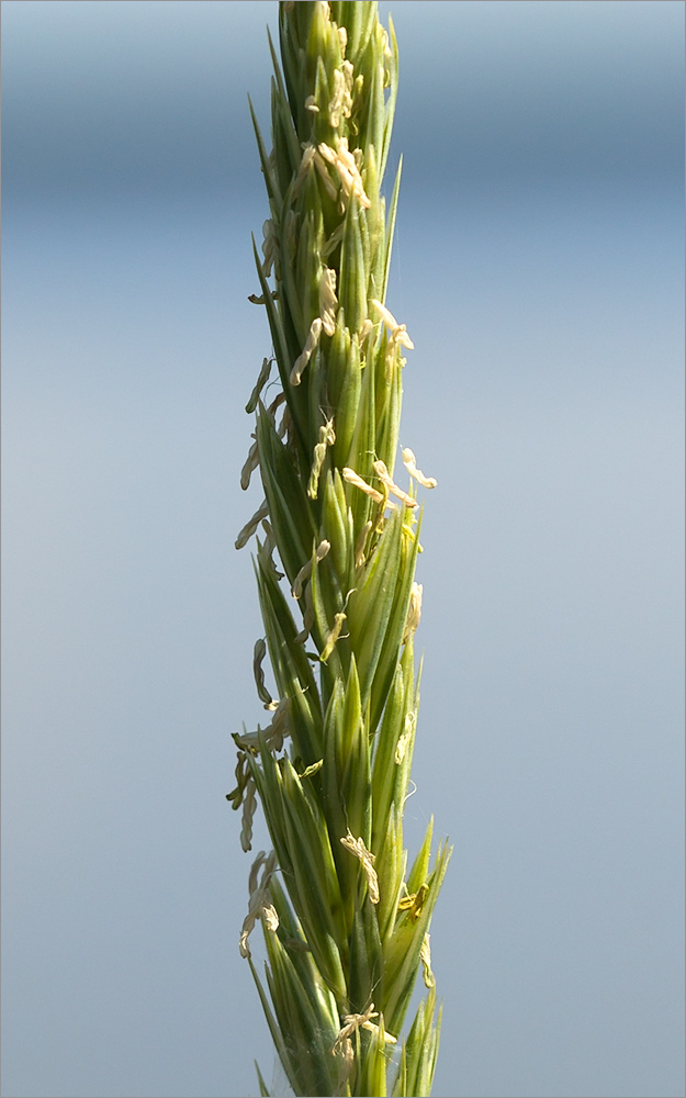 Image of Leymus arenarius specimen.