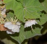 Dombeya burgessiae