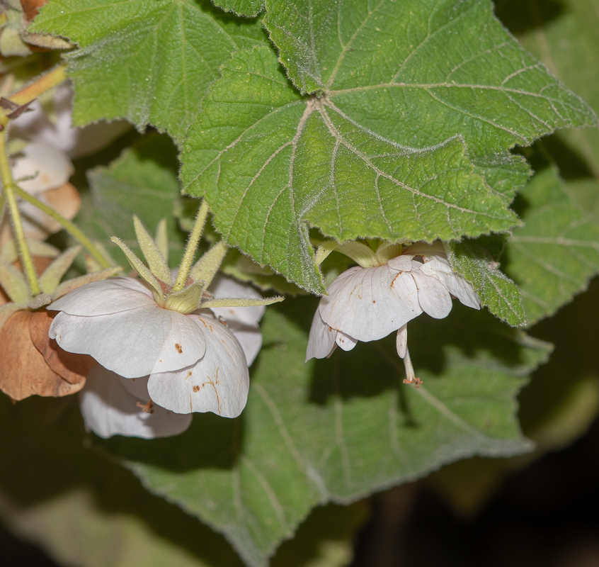 Изображение особи Dombeya burgessiae.