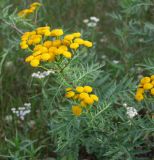 Tanacetum boreale. Верхушки цветущего растения. Магаданская обл., г. Магадан, окр. мкр-на Пионерный, разнотравная роляна среди ивняка. 09.08.2018.