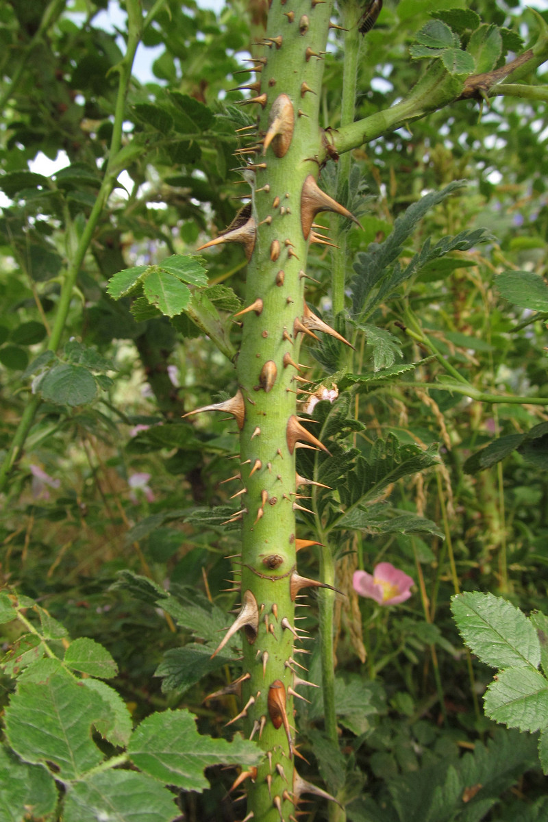 Image of Rosa rubiginosa specimen.