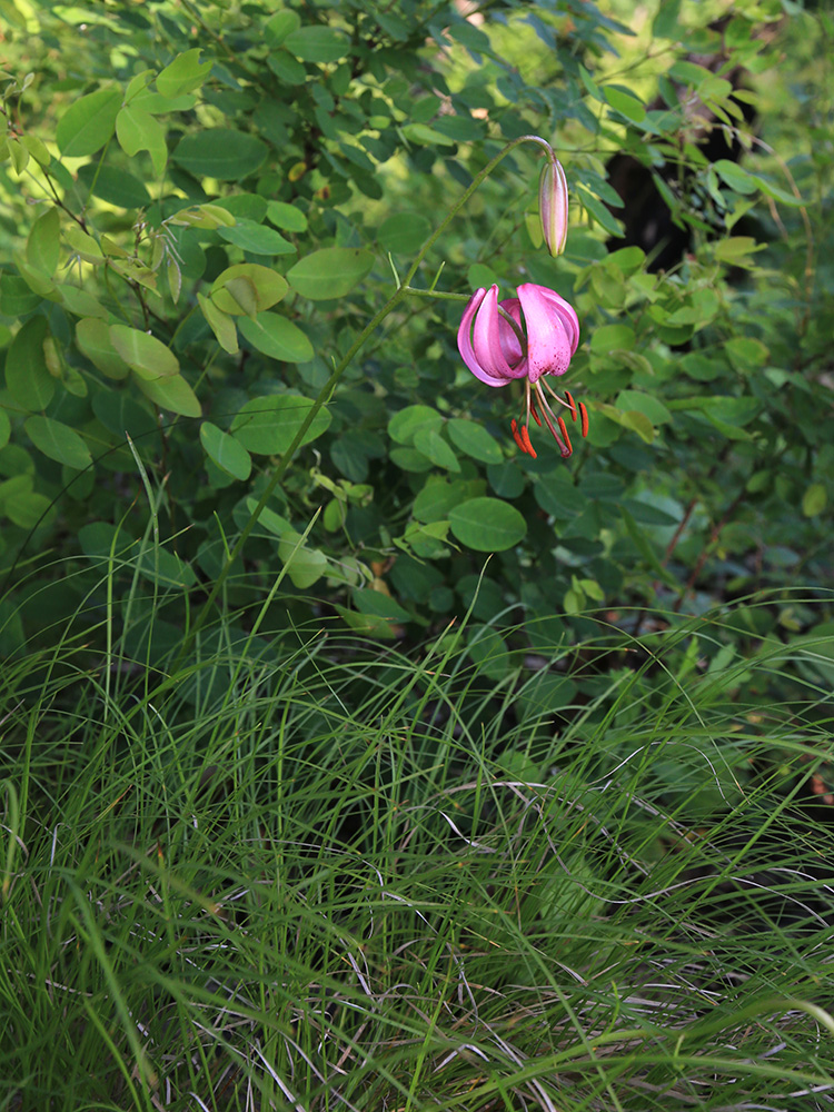 Image of Lilium cernuum specimen.