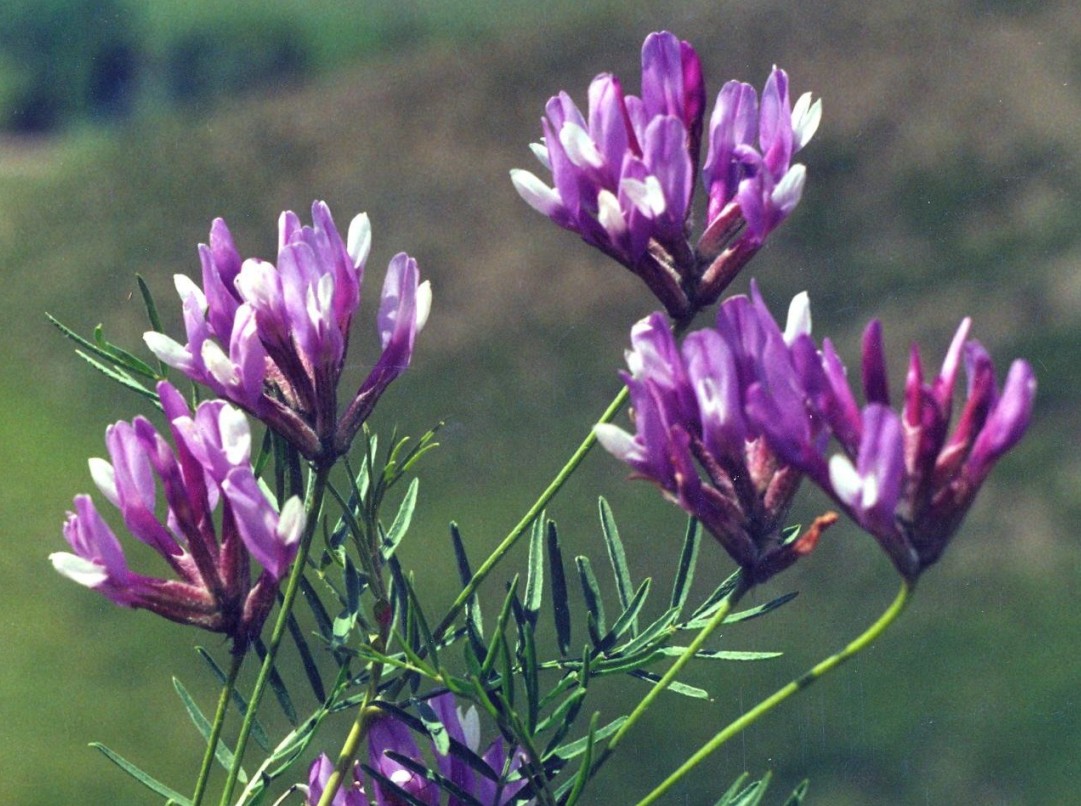 Изображение особи Astragalus oropolitanus.