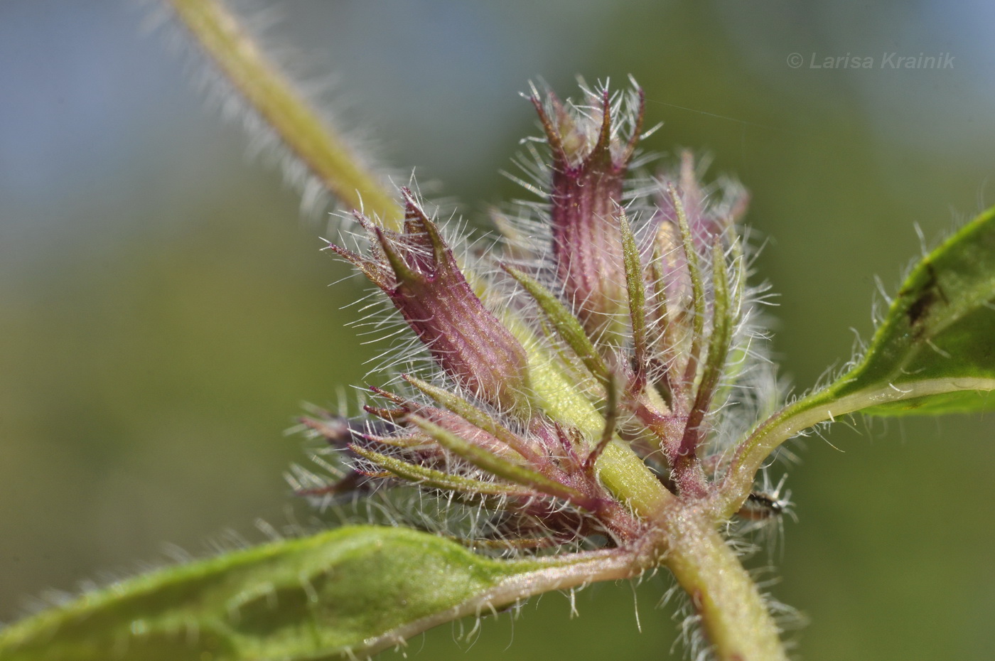 Изображение особи Clinopodium chinense.