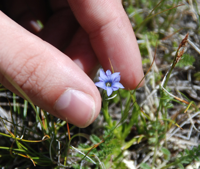 Изображение особи Gentiana pseudoaquatica.