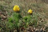 Adonis vernalis. Зацветающие растения. Краснодарский край, м/о г. Новороссийск, гора Шахан, поляна среди густого пушистодубово-грабинникового леса. 21.03.2020.