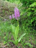 Orchis militaris. Цветущее растение. Чувашская респ., Мариинско-Посадский р-н, окр. дер. Демешкино, правый берег р. Волга, карбонатный склон С экспозиции, кустарник. 28 мая 2008 г.