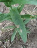 Inula germanica