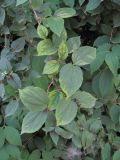 Philadelphus coronarius