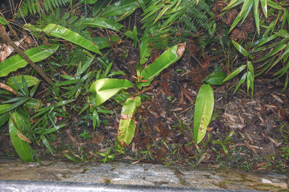 Изображение особи Heliconia subulata.
