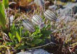 Gastrolychnis uniflora