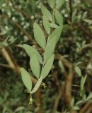 Simmondsia chinensis