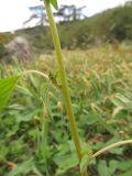 Amaranthus viridis. Часть побега с пазушным соцветием. Крым, Южный берег, Никитский ботанический сад, в цветнике. 19.10.2020.