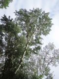 Populus alba