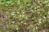 Cerastium semidecandrum