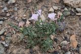 Convolvulus fruticosus